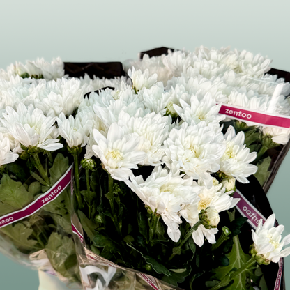 Chrysanthemum Spray Baltica/ White
