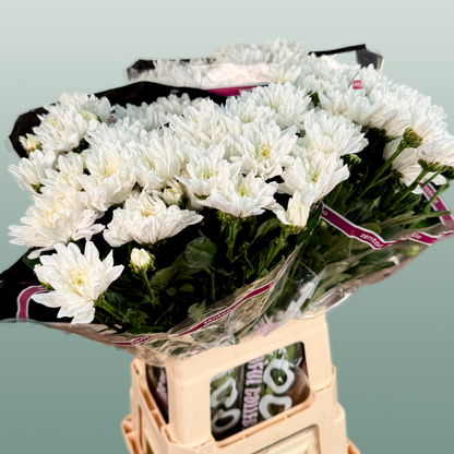 Chrysanthemum Spray Baltica/ White
