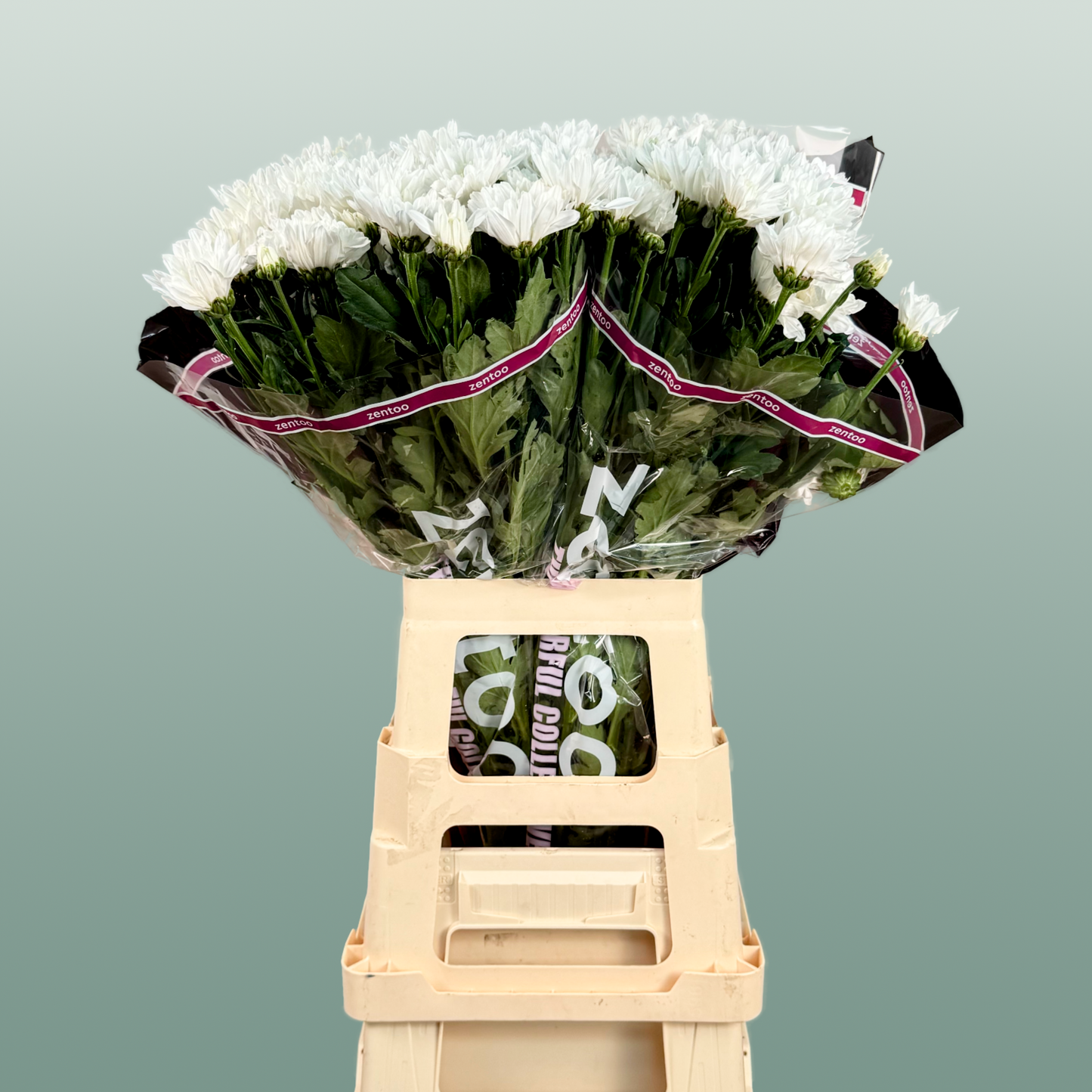 Chrysanthemum Spray Baltica/ White