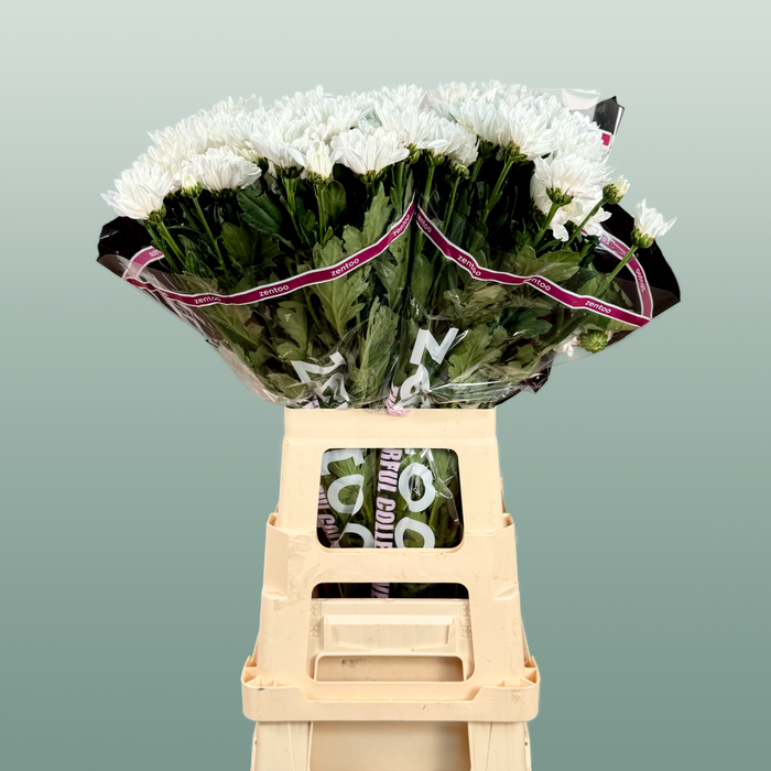 Chrysanthemum Spray Baltica/ White