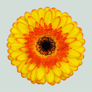 Germini Barbados (20 Stems)