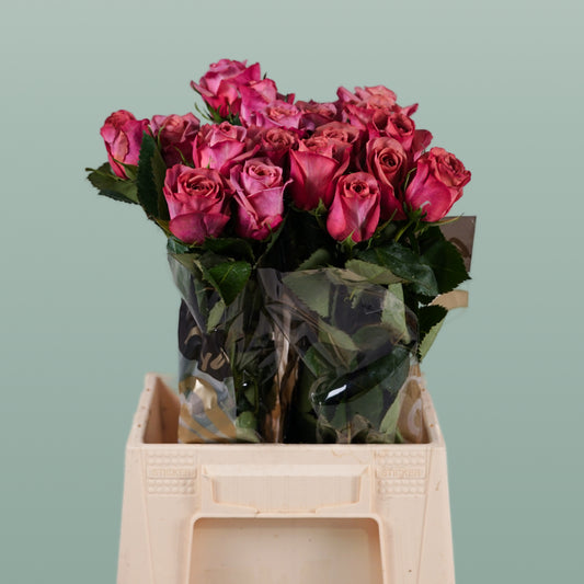 Rose Barista (20 Stems)