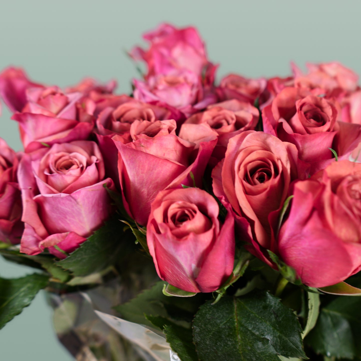 Rose Barista (20 Stems)