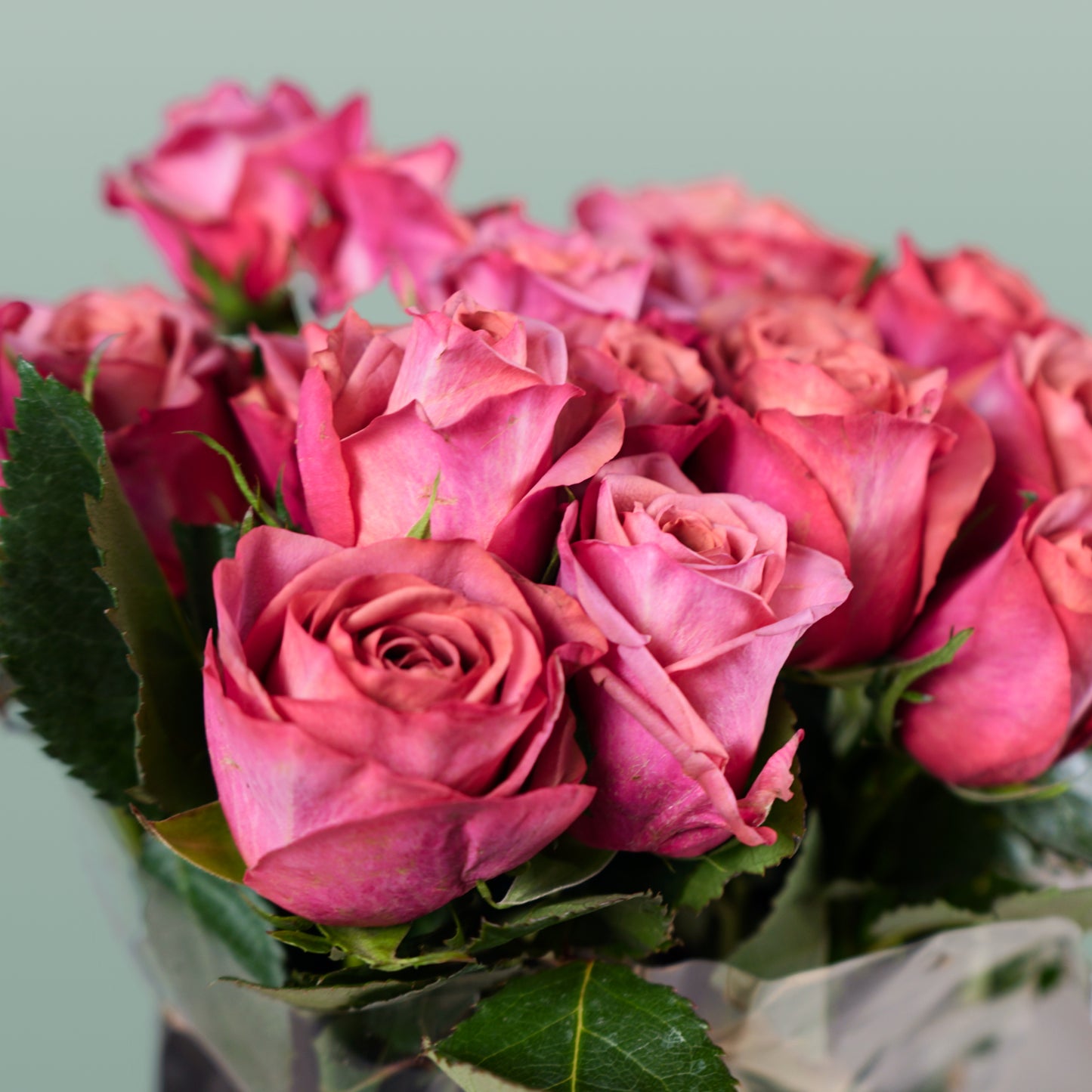 Rose Barista (20 Stems)