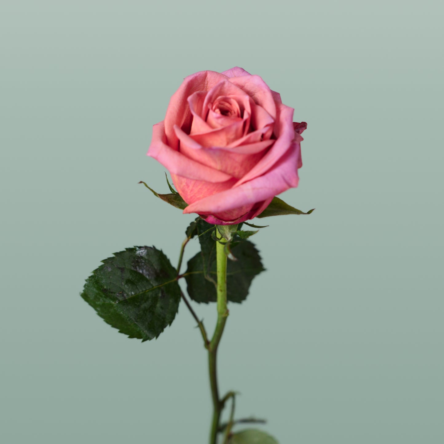 Rose Barista (20 Stems)