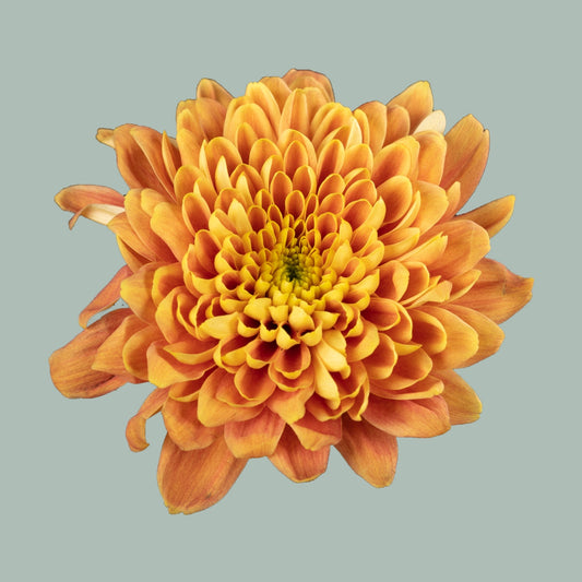 Chrysanthemum Spray Bartoli (20 Stems)