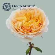 David Austin Beatrice Rose (24 Stems)