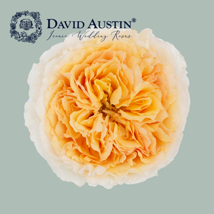 David Austin Beatrice Rose (24 Stems)