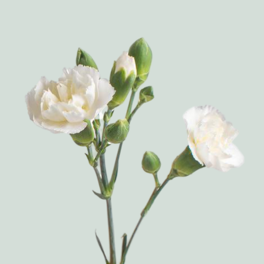 Carnation Spray Beddik (20 Stems)