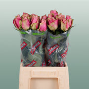 Rose - Rosa - Belle Rose