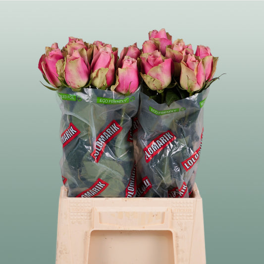 Rose Bell Rose (20 Stems)