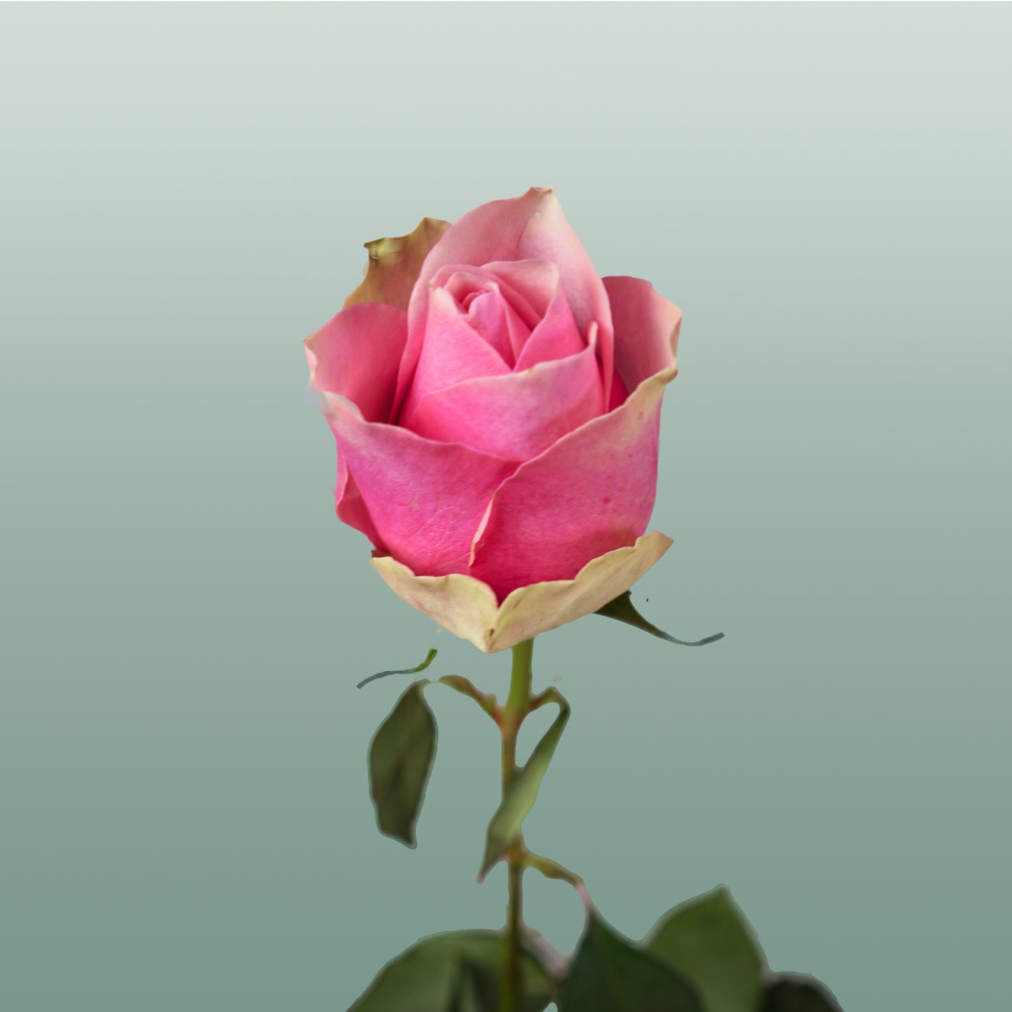 Rose Belle Rose (20 Stems)