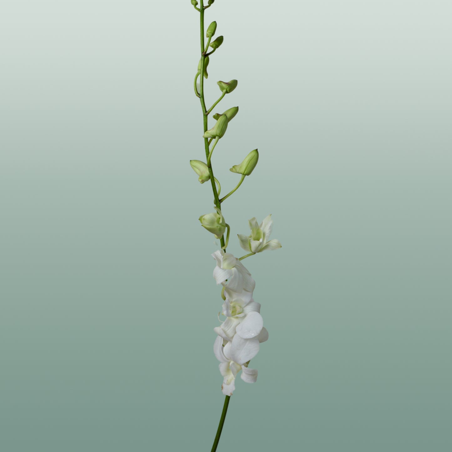 Orchid Dendro Big White
