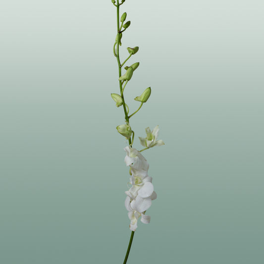 Orchid Dendro Big White