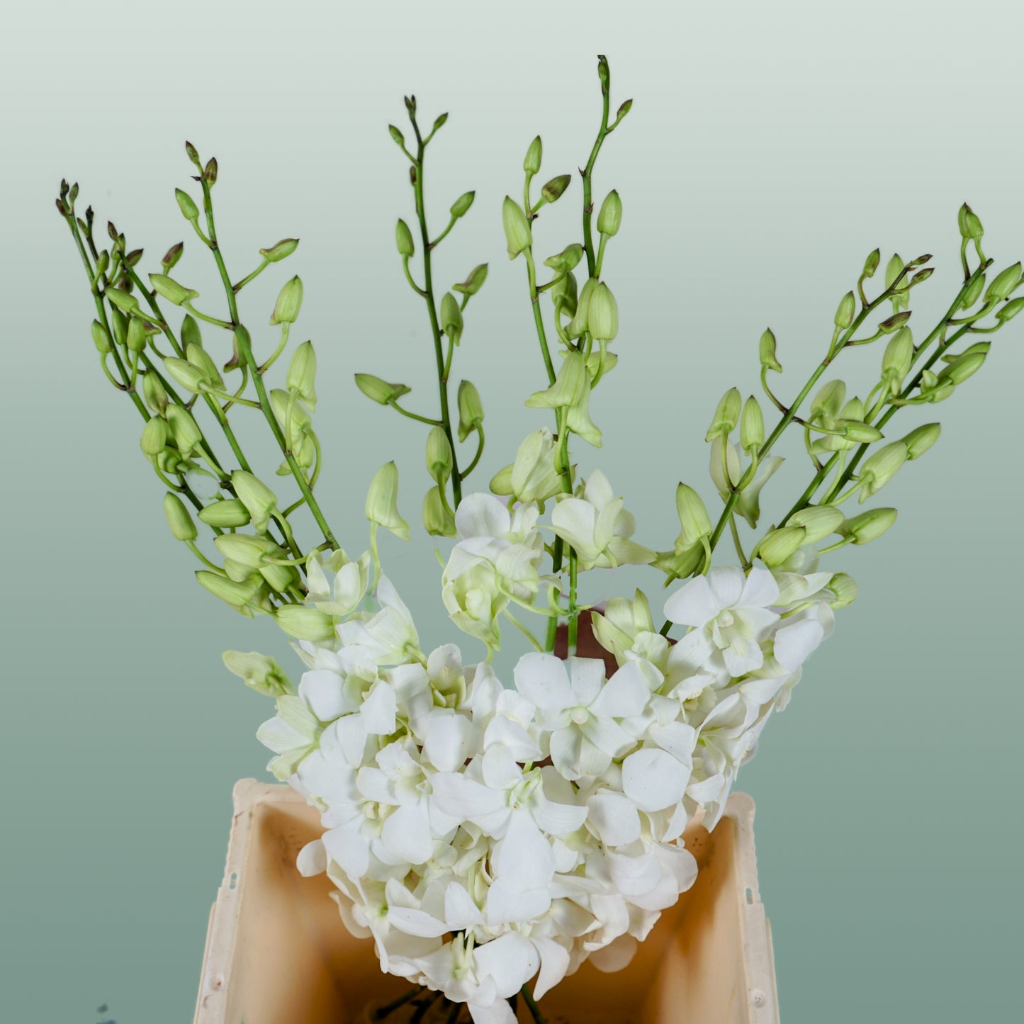 Orchid Dendro Big White