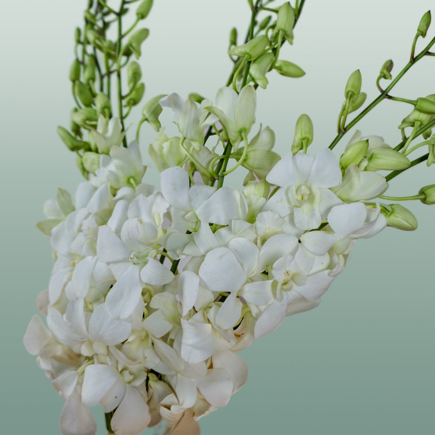 Orchid Dendro Big White