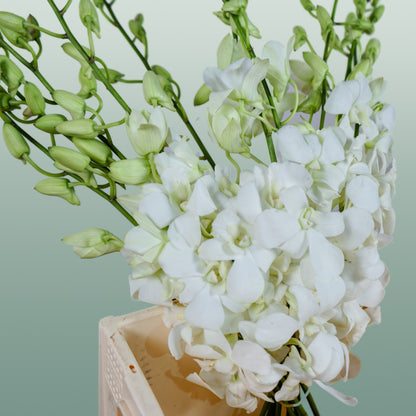 Orchid Dendro Big White