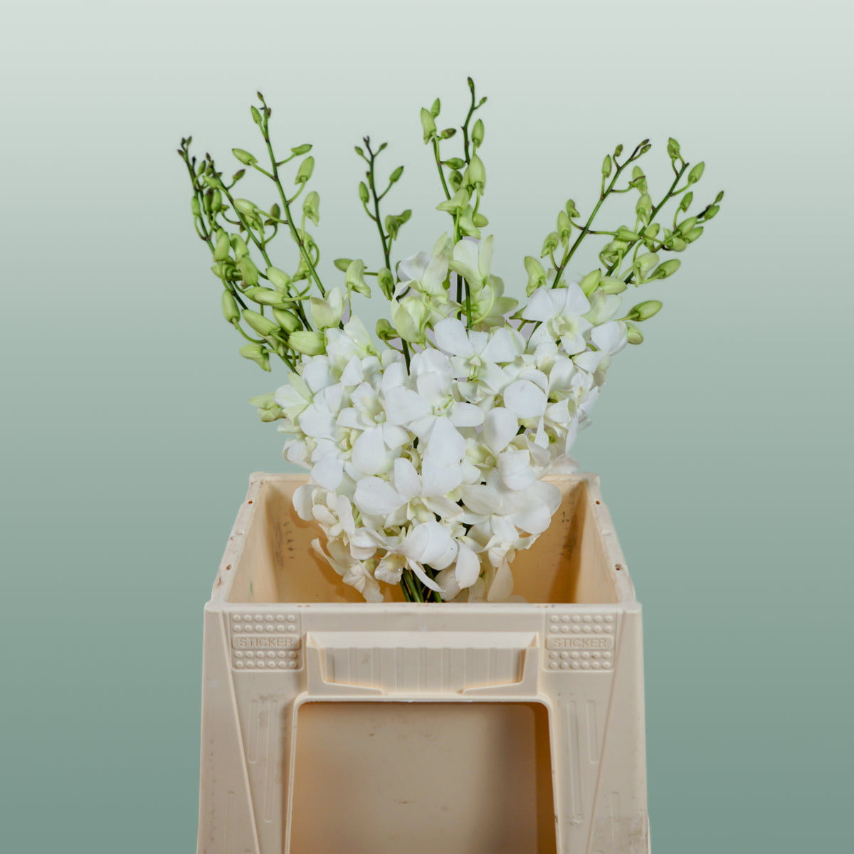 Dendrobium Orchid – Big White