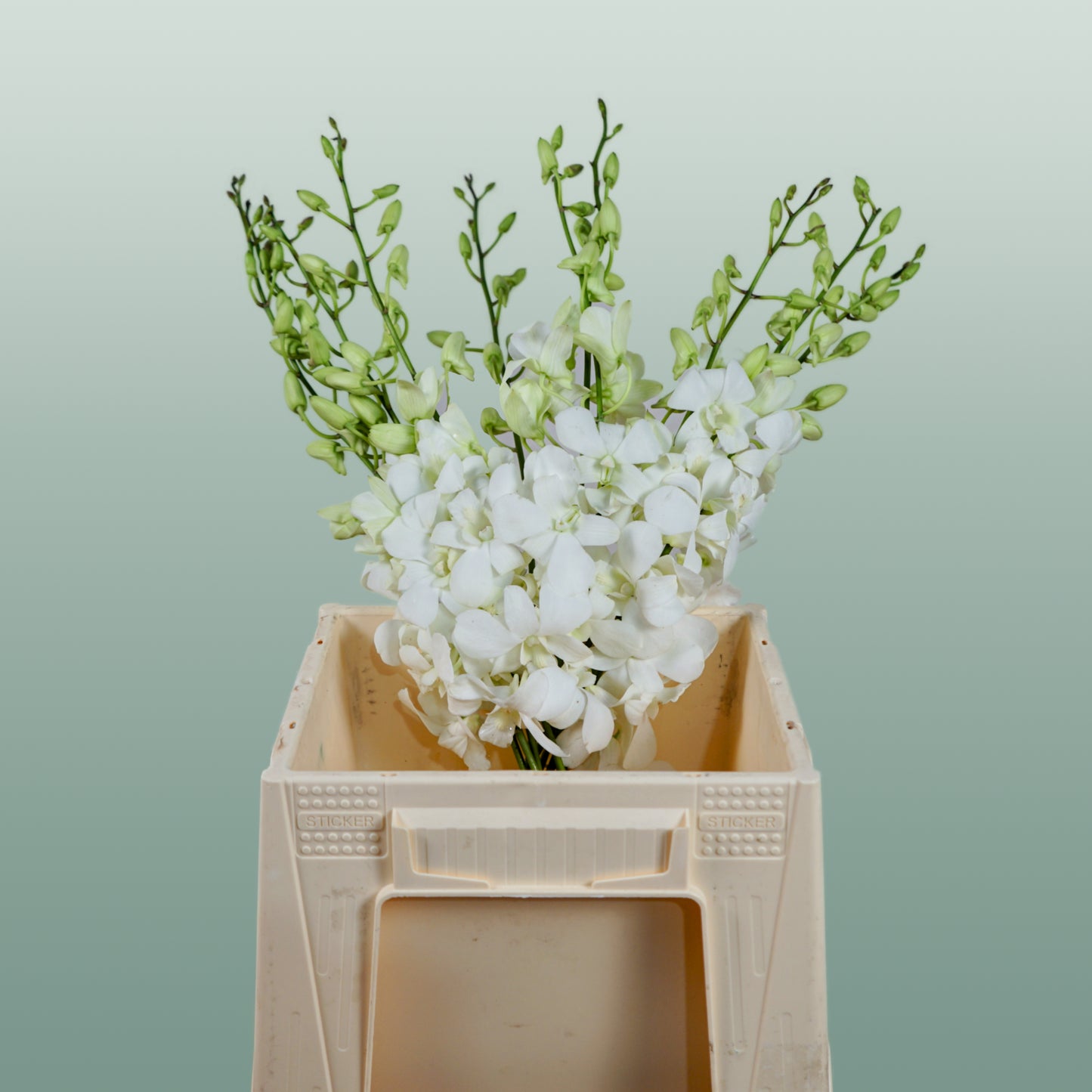 Orchid Dendro Big White