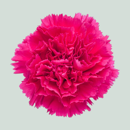 Standard Carnation - Dianthus - Bizet