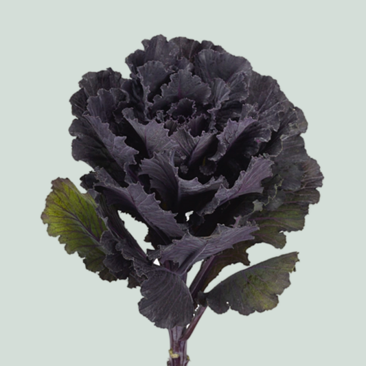 Brassica Black Leaf (10 Stems)