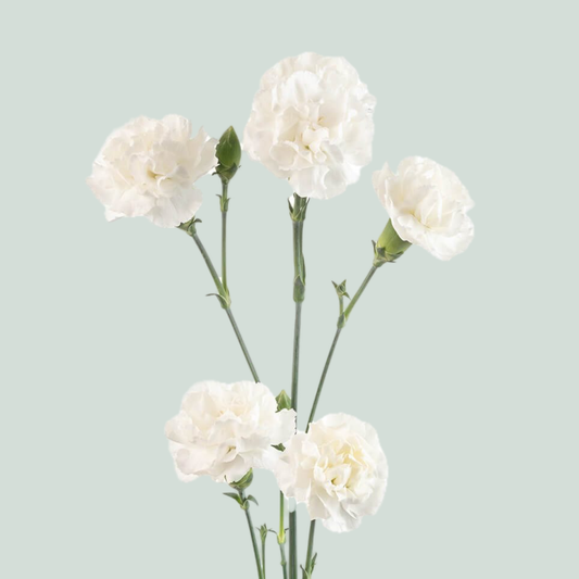 Carnation Spray Blanquita (20 Stems)