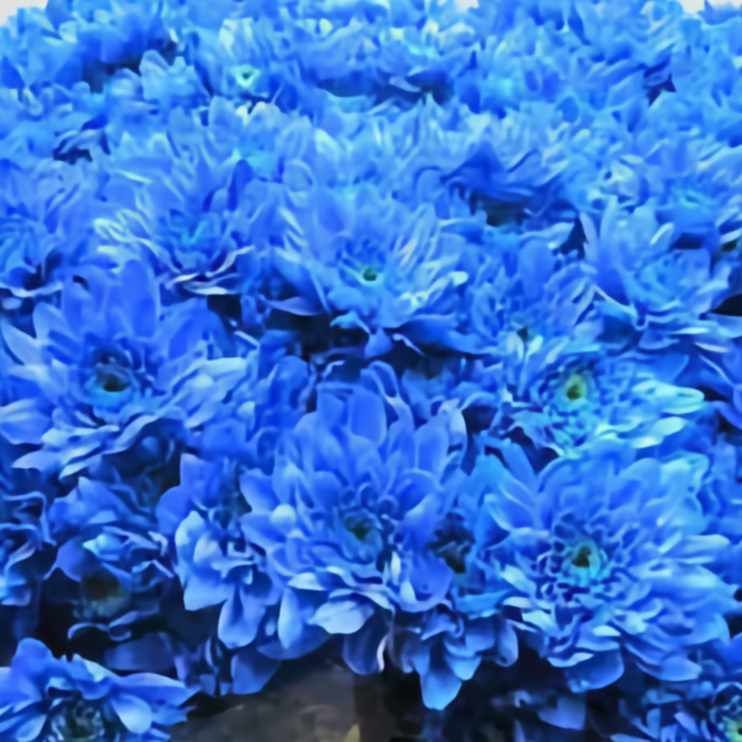Chrysanthemum Euro Dyed Blue