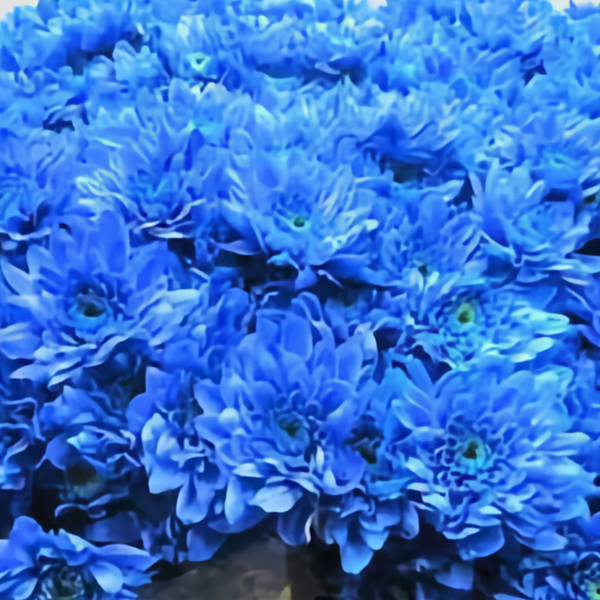 Chrysanthemum Spray Dyed Euro Blauw