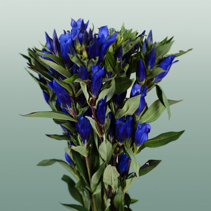 Gentiana Blue Sky (10 Stems)