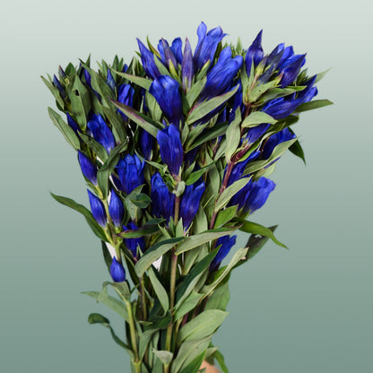Gentiana Blue Sky (10 Stems)
