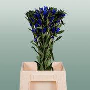 Blue Gentiana ‘Kagayaki’ – 80cm Stems