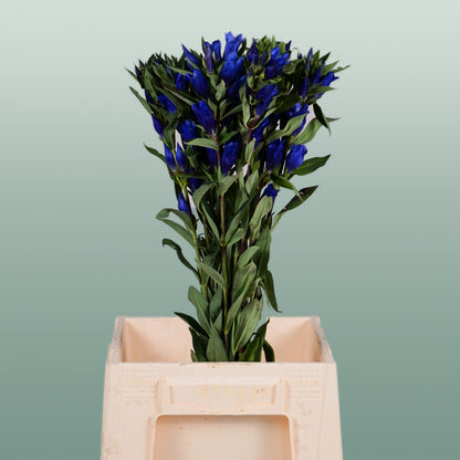 Gentiana Blue Sky (10 Stems)