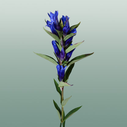 Gentiana Blue Sky (10 Stems)