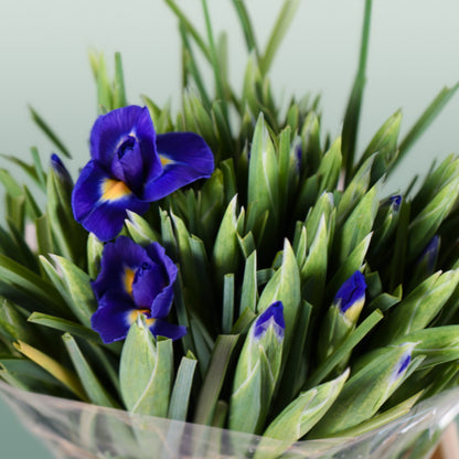 Iris Blue Magic (50 Stems)