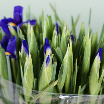 Iris Blue Magic (50 Stems)