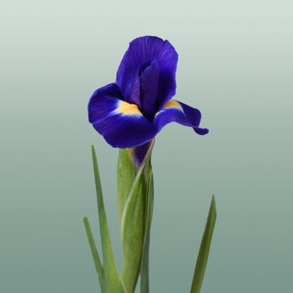 Iris Blue Magic (50 Stems)