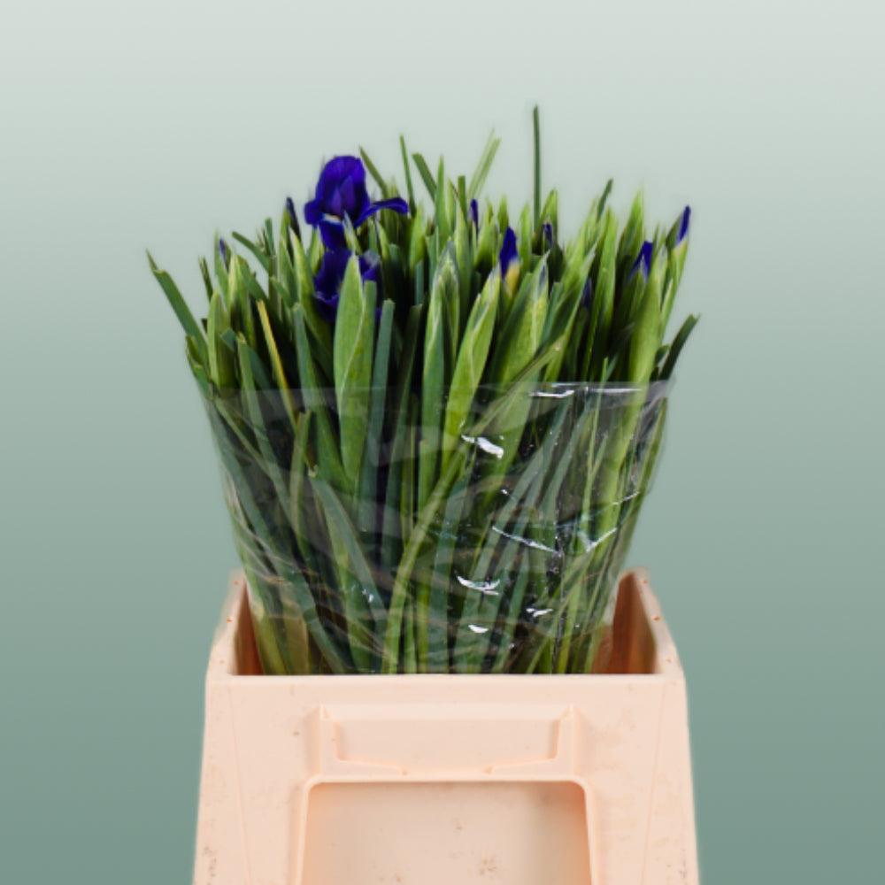 Blue Magic Iris – 66cm Stems