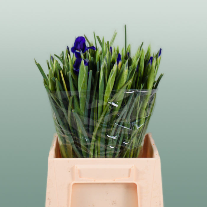 Iris Blue Magic