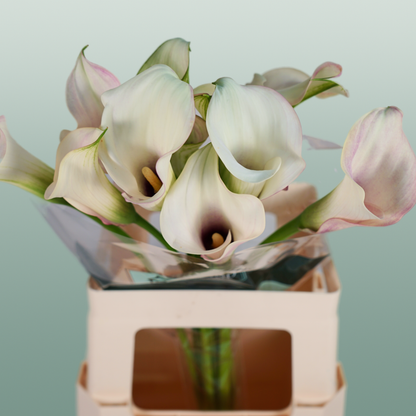 Calla Blushing Lady