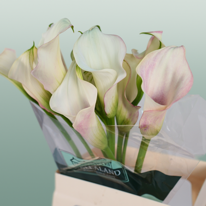 Calla Blushing Lady