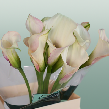 Calla Blushing Lady
