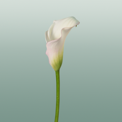 Calla Blushing Lady