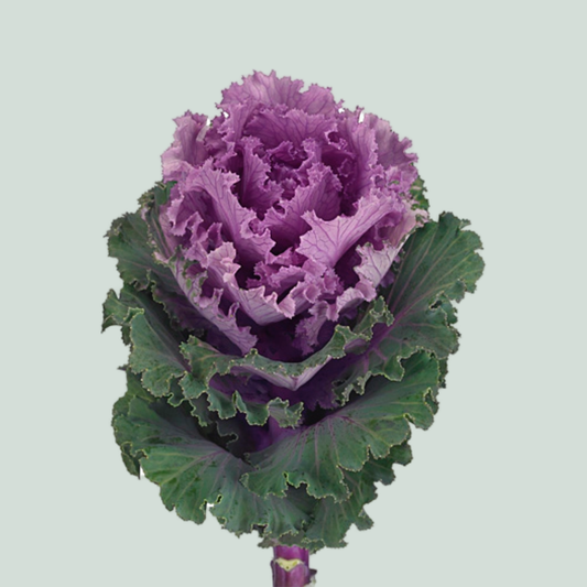 Brassica Bogdana (10 Stems)