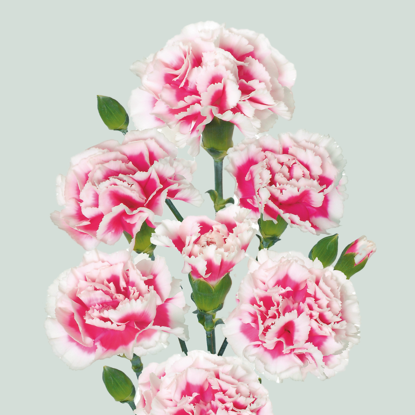 Carnation Spray Bolero (20 Stems)