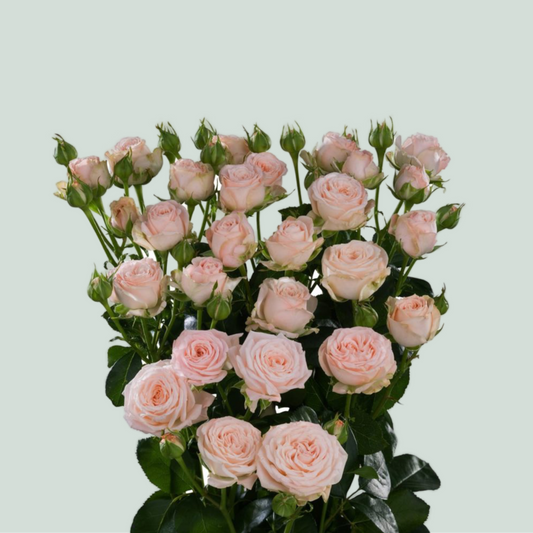 Rose Bombastic (Spray) (10 Stems)