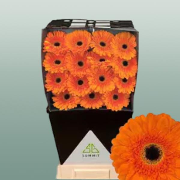 Gerbera Bonanza