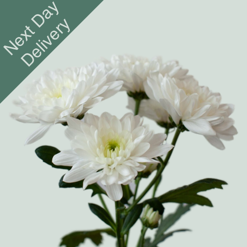 Chrysanthemum Spray Bonita - 20 Stems (Next Day)