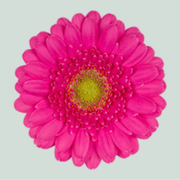 Germini Bono (20 Stems)