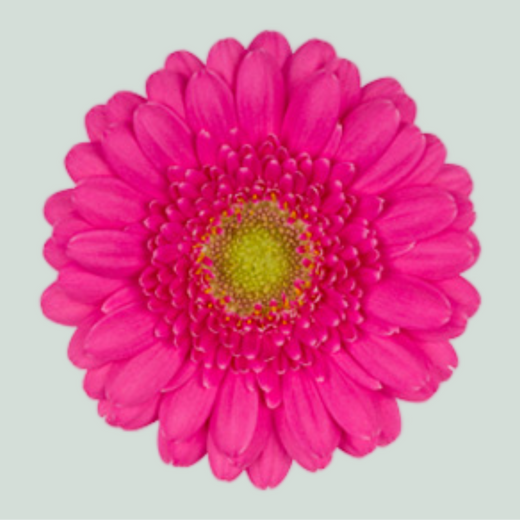 Germini Bono (20 Stems)