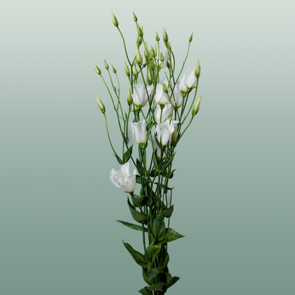 Eustoma Botanic white (10 Stems)